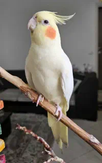 گمشده