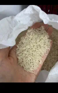 برنج فجر سوزنی خوش عطر