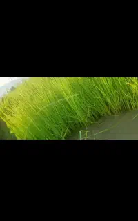 بذر شالی دم سیاه درجه یک