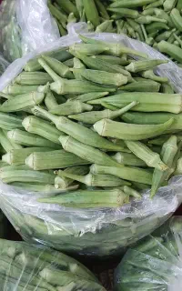 بامیه نوبرانه