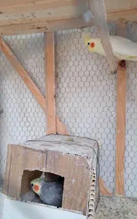 پرنده عروس هلندی