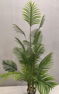 درختچه اریکا