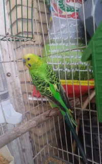 مرغ عشق