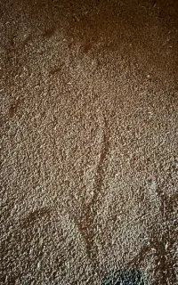 گندم بذری اوبا
