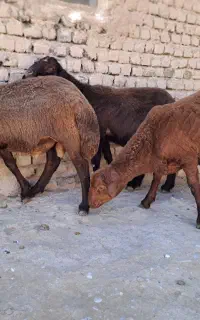 بره نر