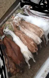 کهره نری موجود