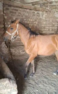 حیوان