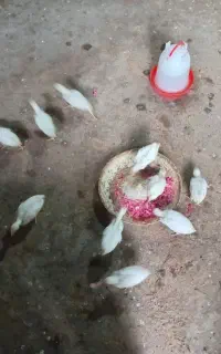 جوجه خروس
