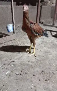 خوجه خروس لاری اصیل