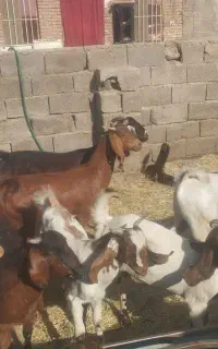 گوسفند  بز کاوور بره کره نر