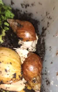حلزون