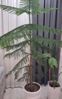 کاج مطبق