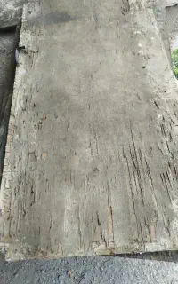 فلبود
