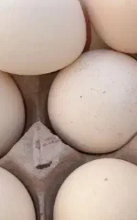 فروش تخم مرغ محلی درشت تازه