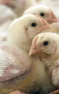 جوجه گوشتی نژاد راس وزن گیری بالا