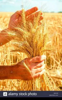 واگذاری مغازه نان روغنی باپخت ۳کیسه باتمام وسایلها