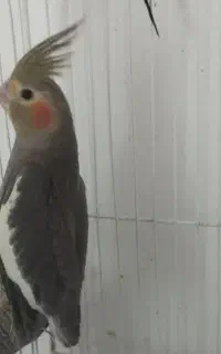 طوطی عروس نر و ماده ۴ ماه