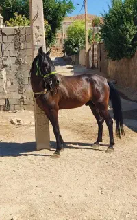 اسب کرد