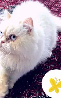 گربه ردپوینت