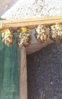 ملکه کارنیکا زنبور عسل ودیگه