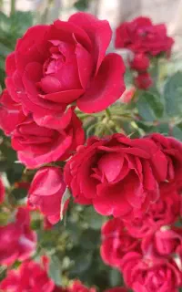 یک نفر برای طبیعت گردی