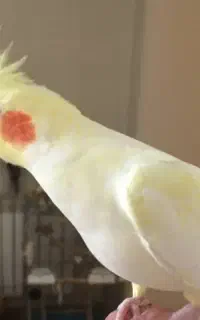 جوجه عروس هلندی روز جمعه گذشته گم شده جلال۴۶