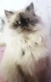 گربه نر هیمالین آماده جفت گیری