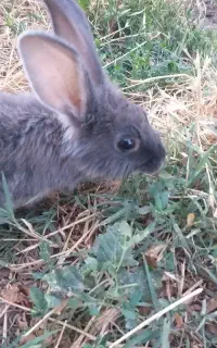 خرگوش buny