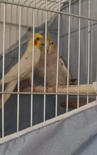 عروس هلندی