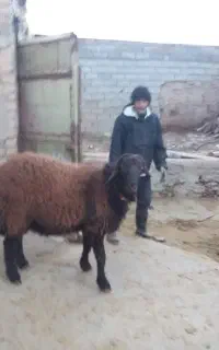 قوچ هتور