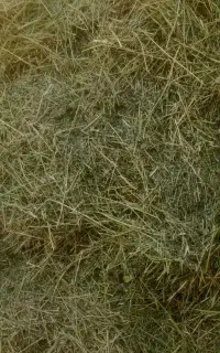یونجه