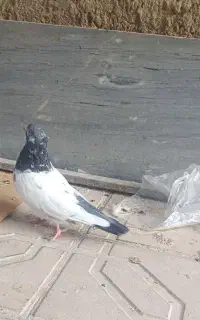 کفتر
