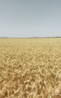 گندم فروشی
