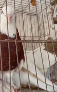 طوقی با دوتا جوجه دون خور