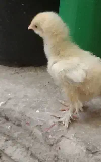 جوجه برهما و جوجه محلی