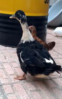 اردک