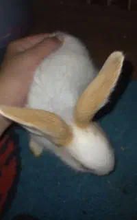 خرگوش ۷ عدد