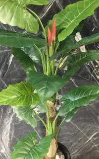 بابا آدم مصنوعی آلوکازیا میوه دار