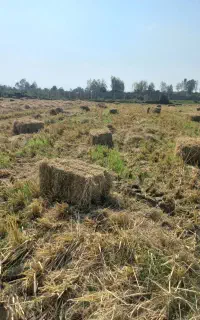فروش کاه و کلش بسته بندی خشک شده