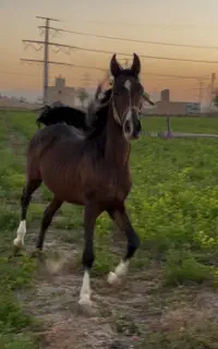 نریان