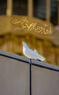 تورمشهد از سیرجان