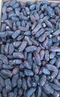 خرما ربی