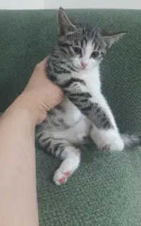 گربه