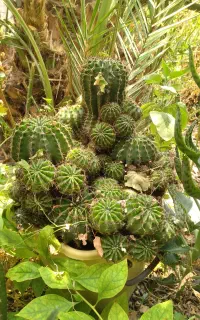 فروش تعدادی گل