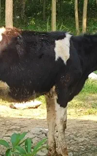 گوساله های سیمنتال وهلشتاین نژادصنعتی اصل ماده