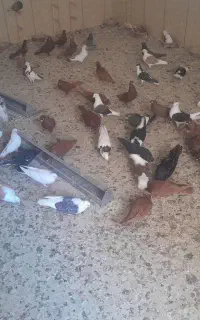 تعدادی کبوتر به فروش میرسد