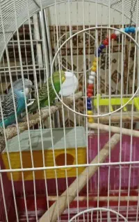 یک جفت مرغ عشق