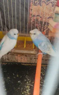 ی جفت. مرغ عشق کاکلی قشنگ خوش رنگ