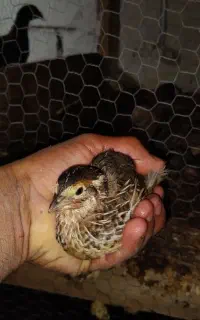 بلدرچین