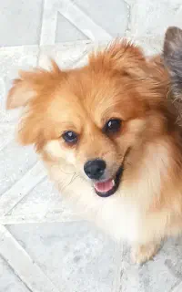 سگ گمشده